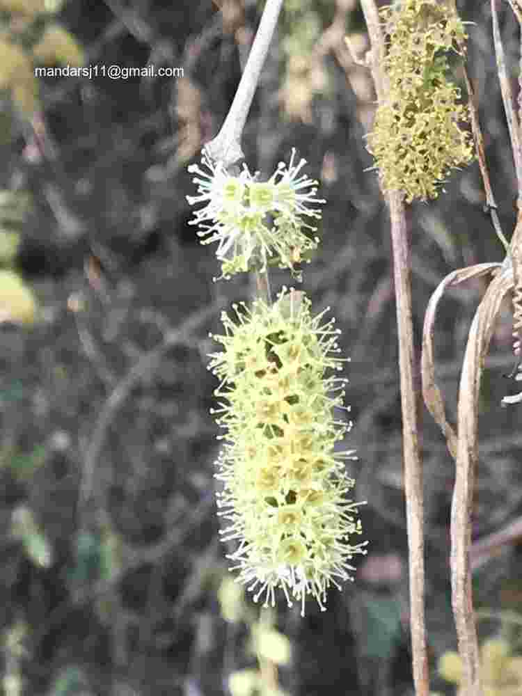 Combretum albidum