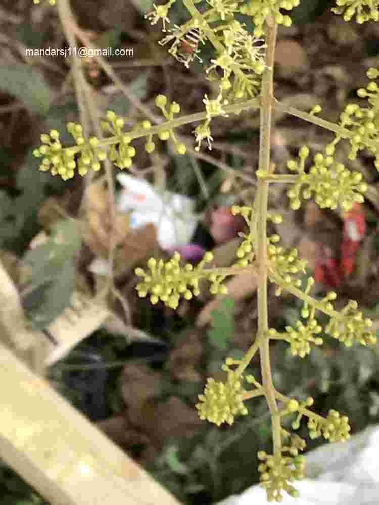 Combretum albidum