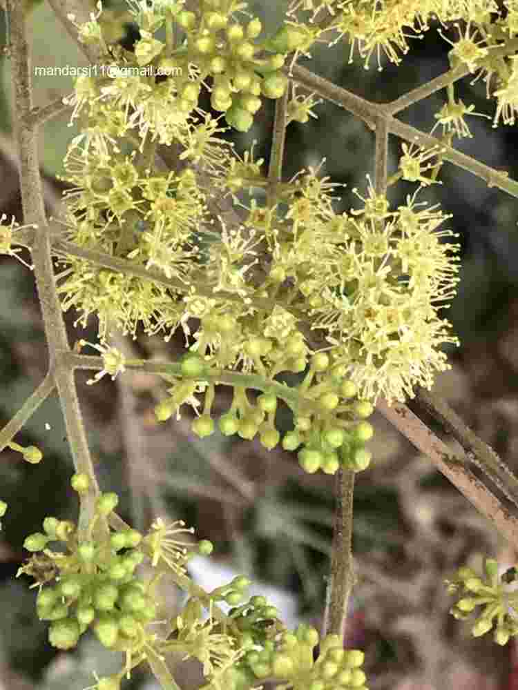 Combretum albidum