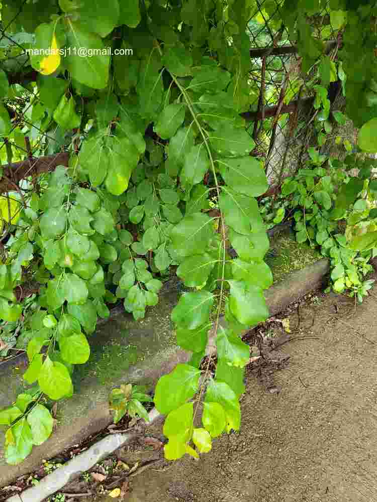 Combretum albidum