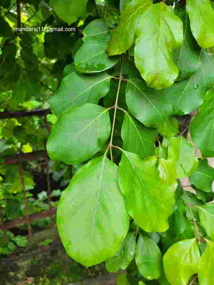 Combretum albidum