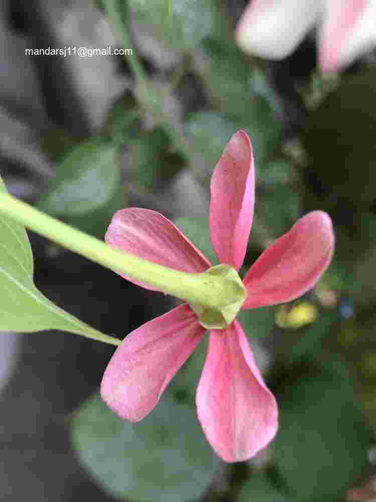 Combretum indicum