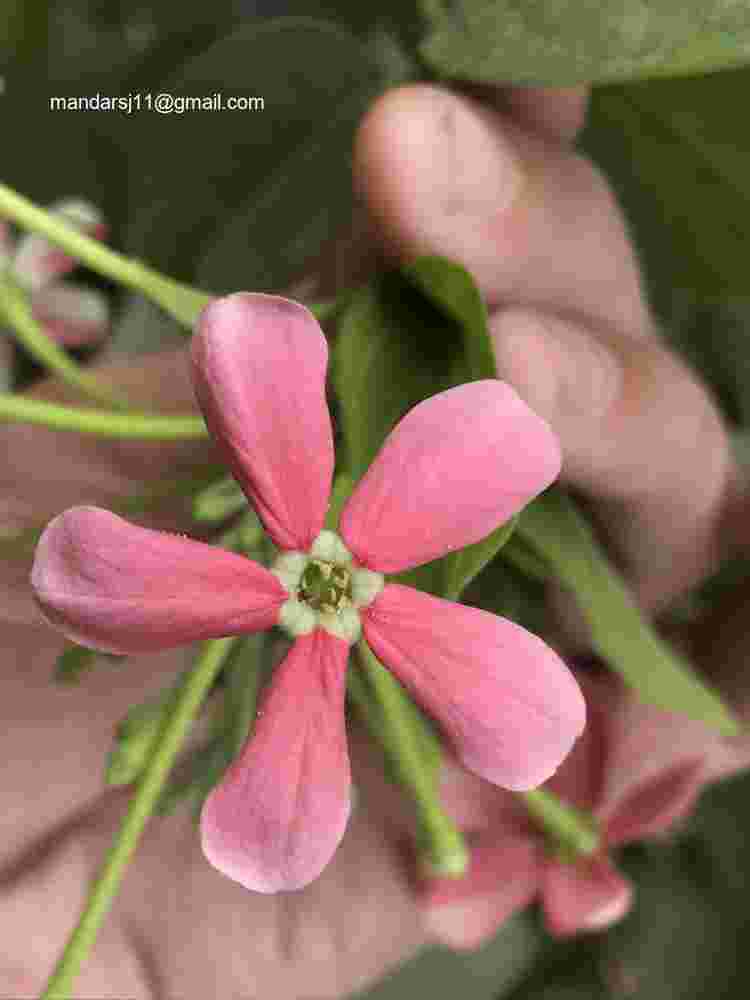 Combretum indicum