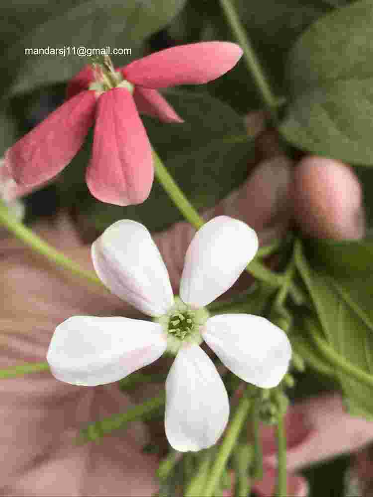 Combretum indicum