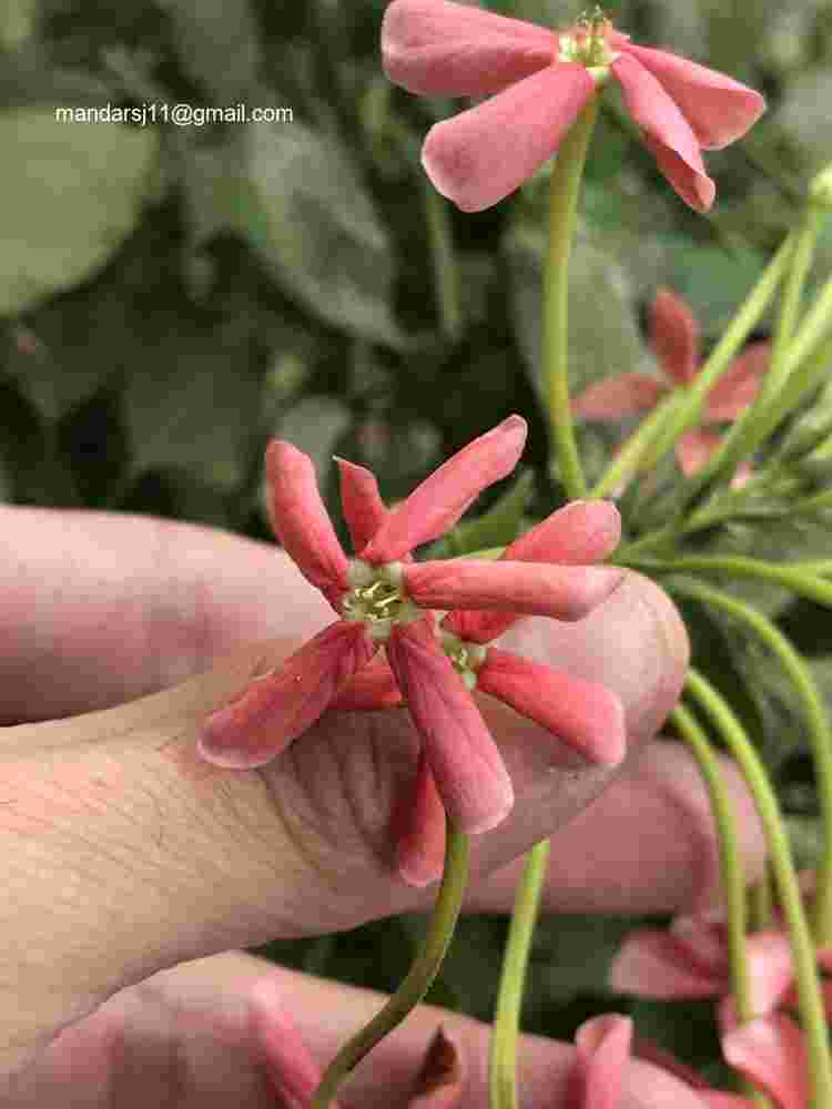 Combretum indicum