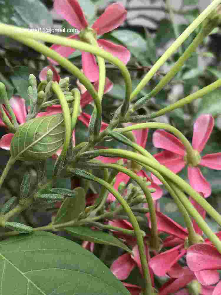 Combretum indicum