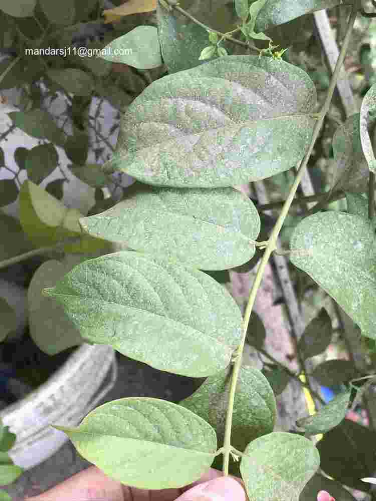 Combretum indicum