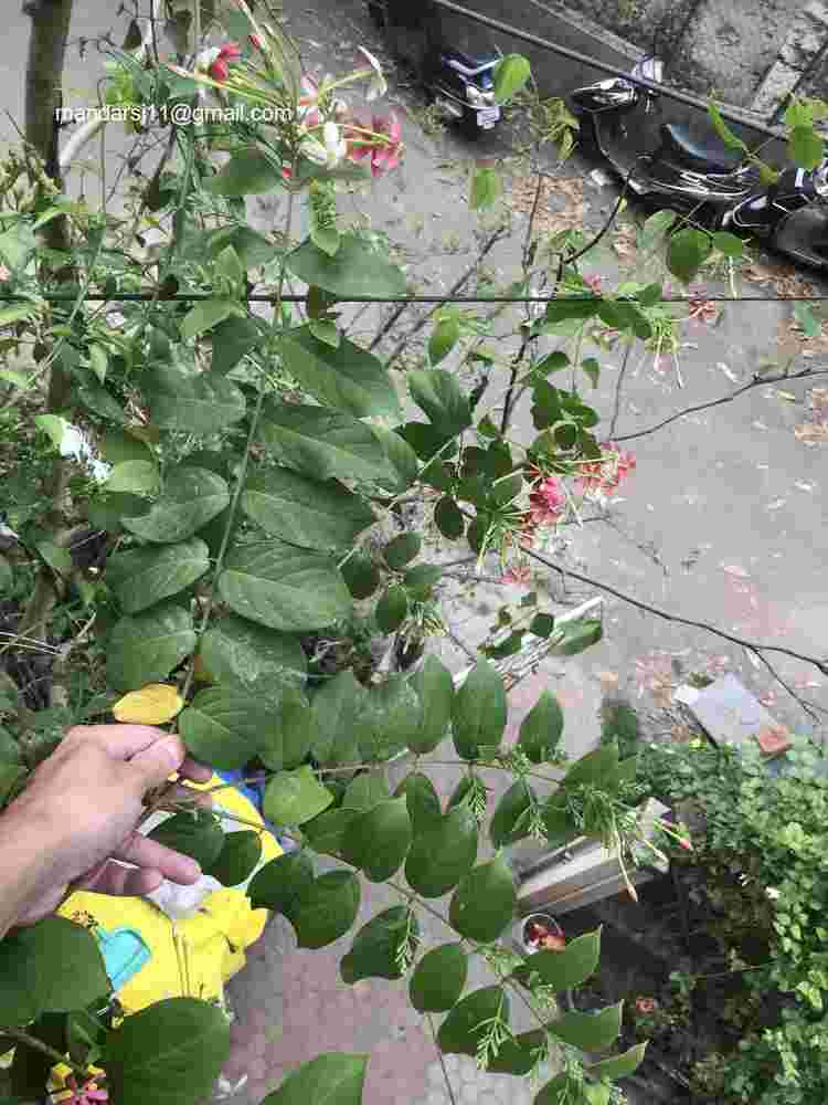 Combretum indicum