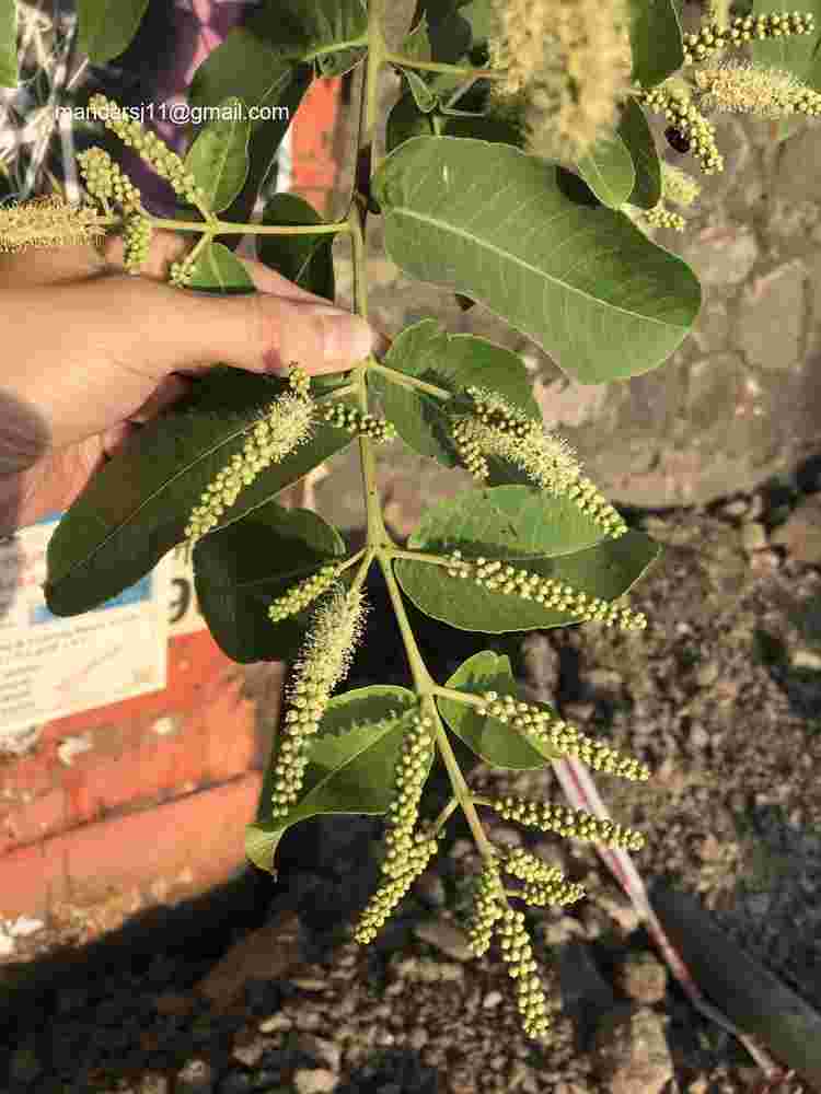 Terminalia arjuna