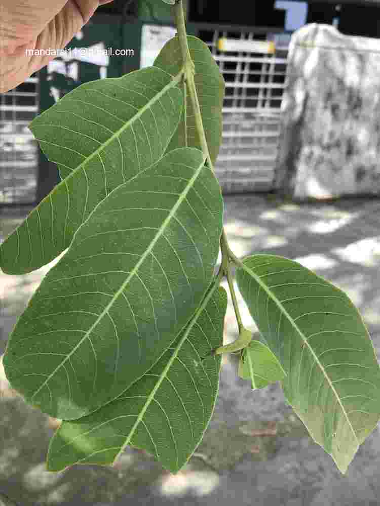 Terminalia arjuna