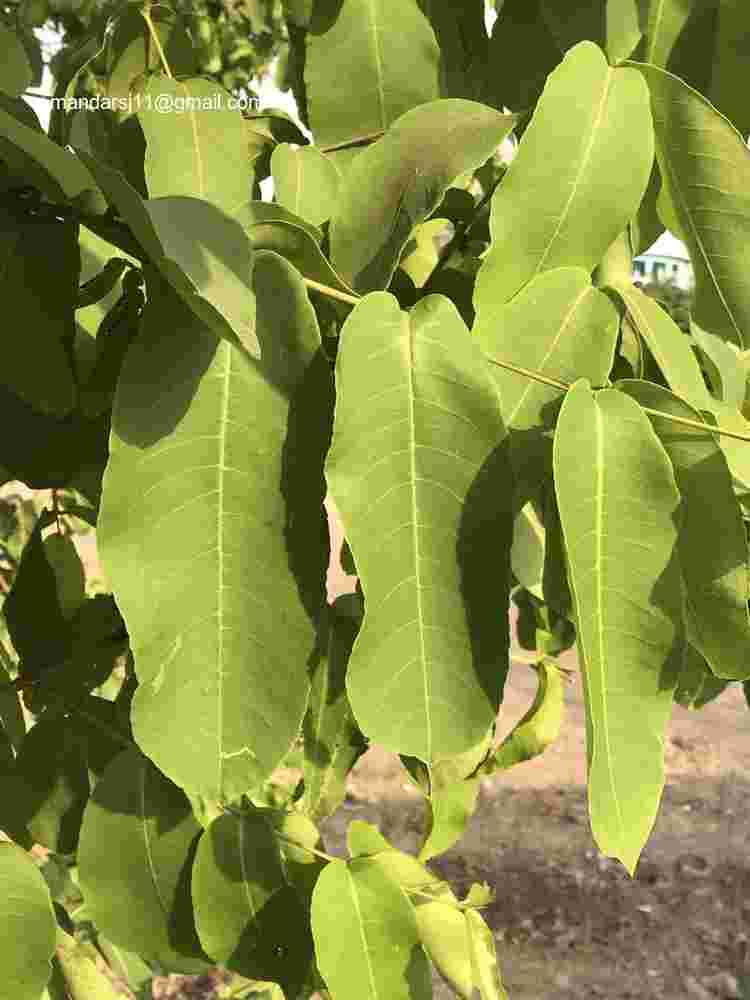 Terminalia arjuna