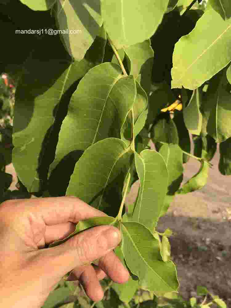 Terminalia arjuna