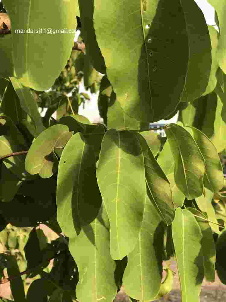 Terminalia arjuna