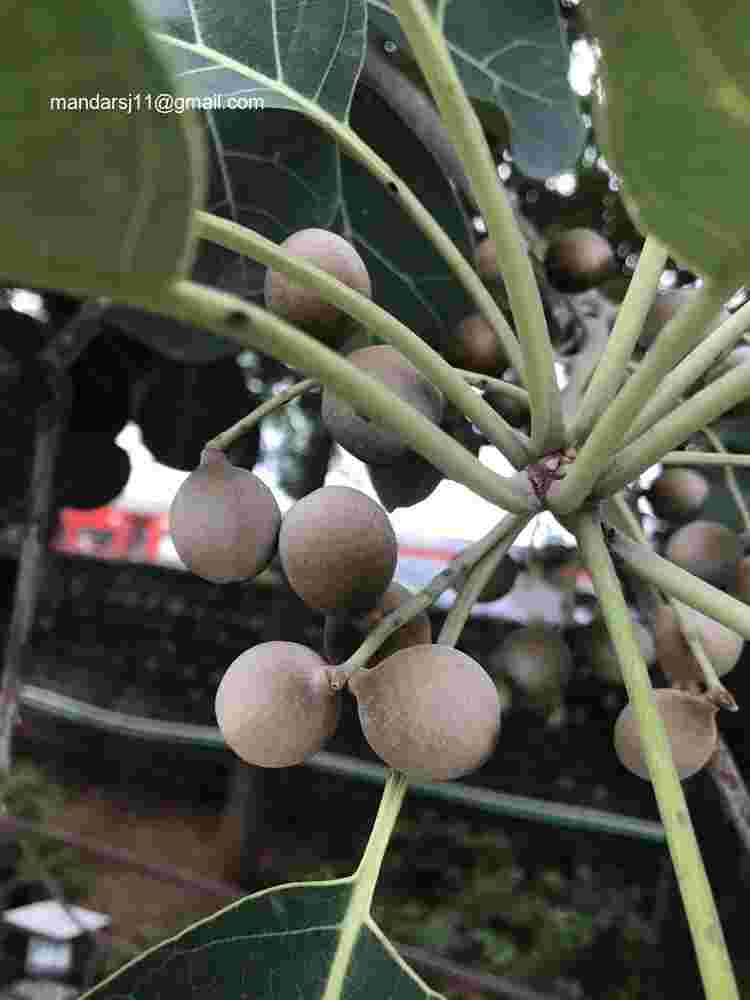 Terminalia bellirica