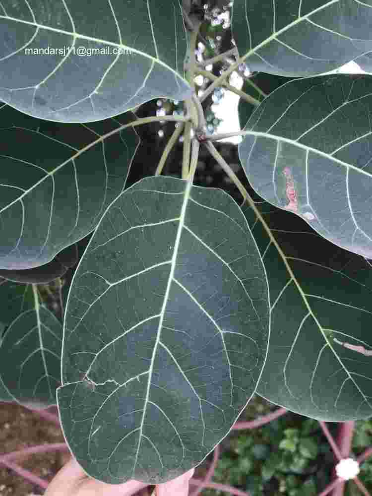 Terminalia bellirica