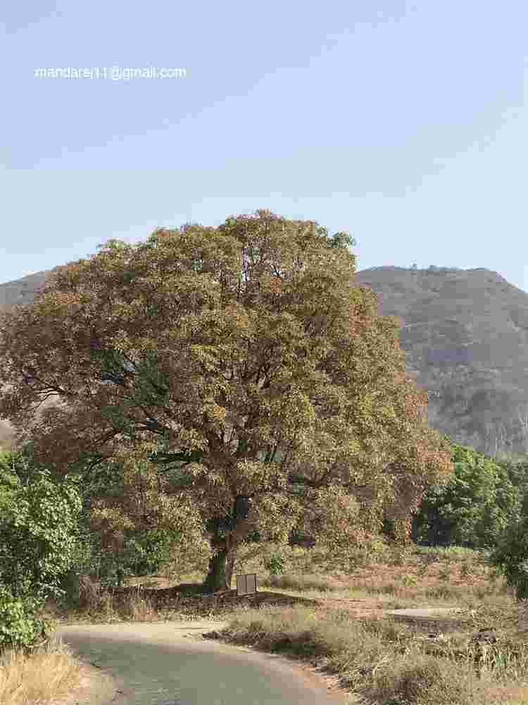 Terminalia bellirica