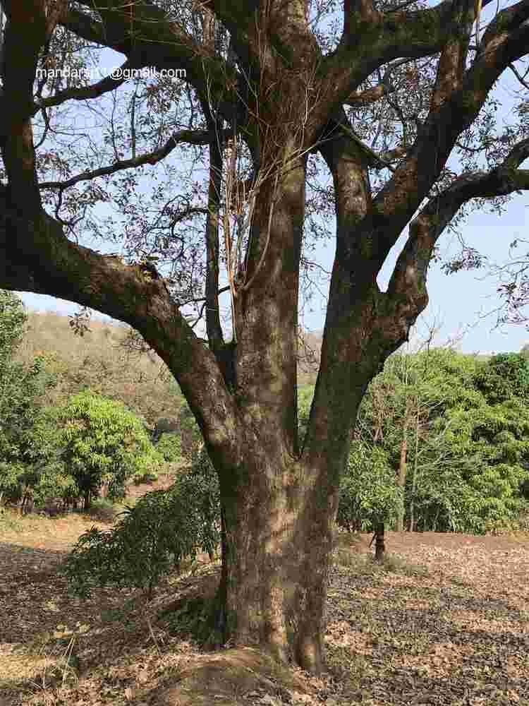 Terminalia bellirica