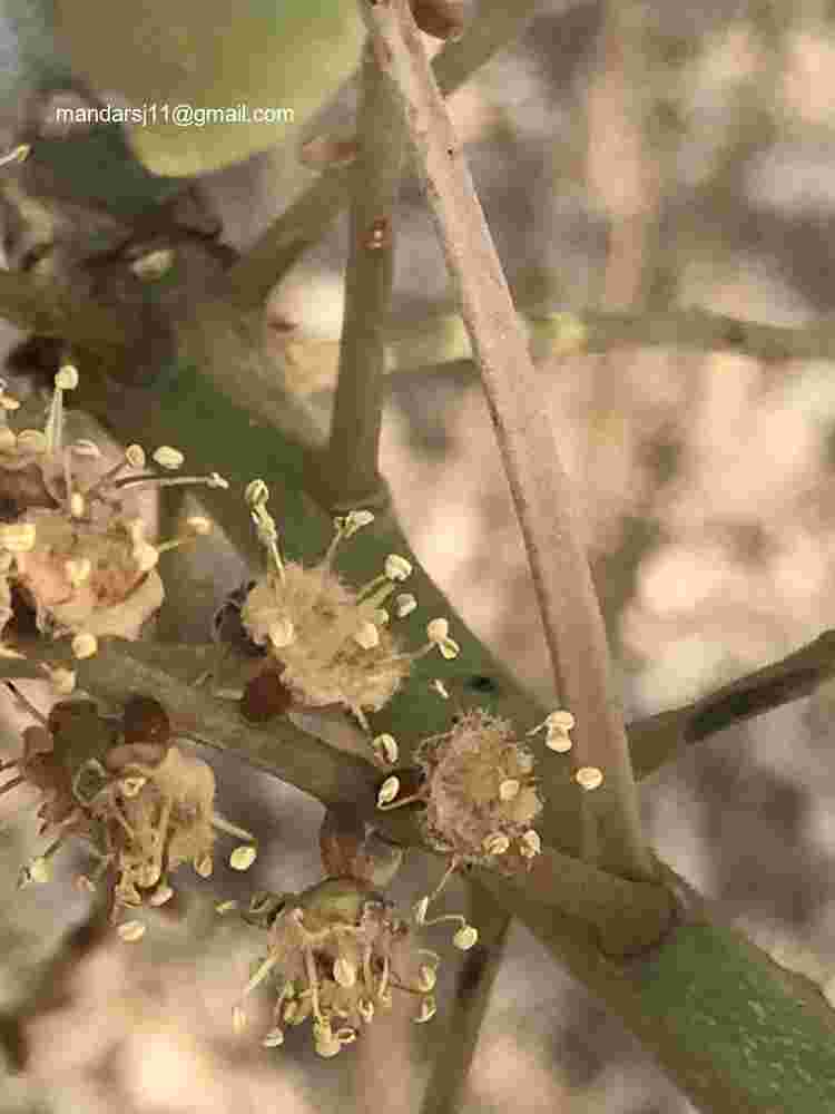 Terminalia bellirica