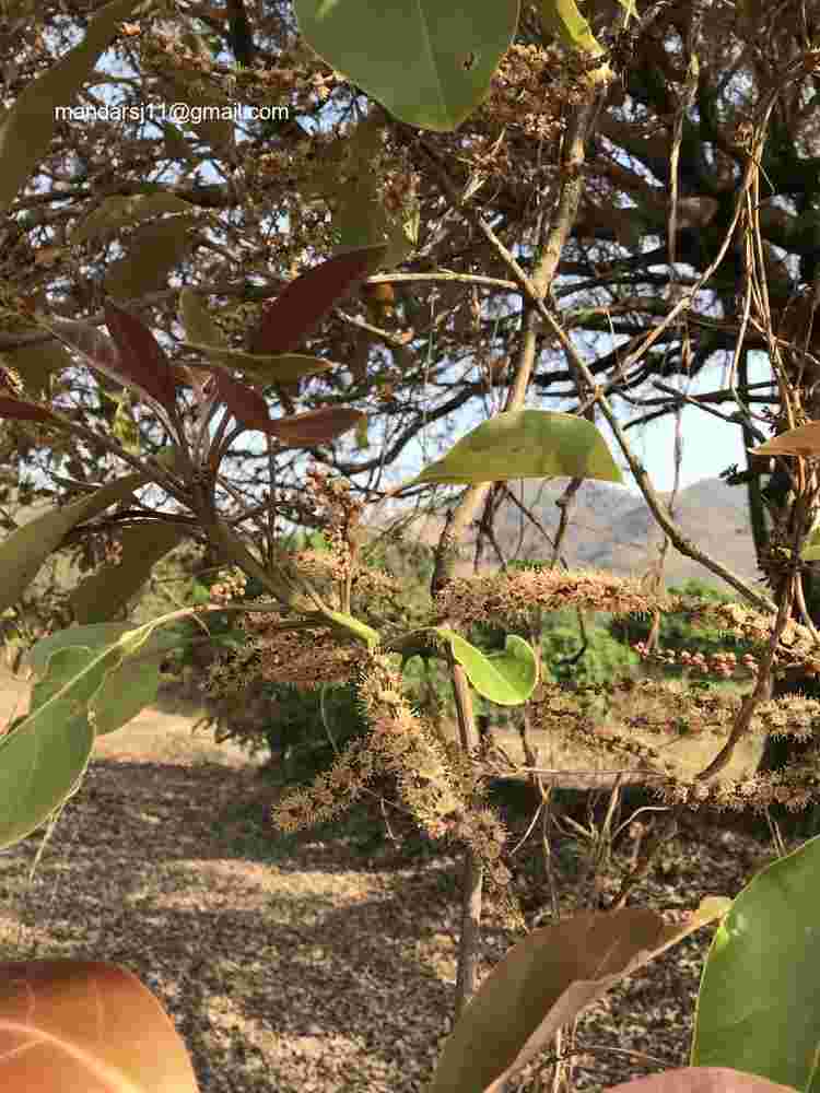 Terminalia bellirica