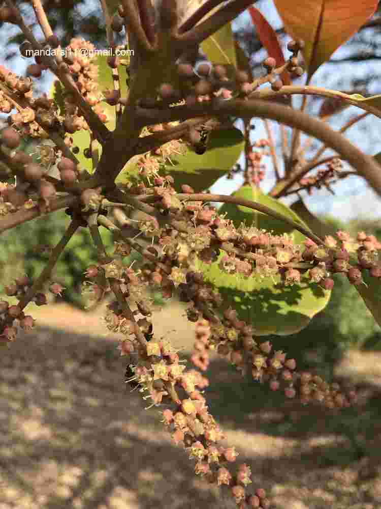 Terminalia bellirica