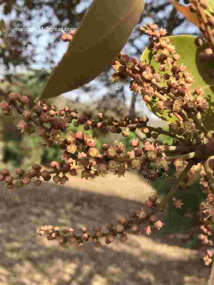 Terminalia bellirica