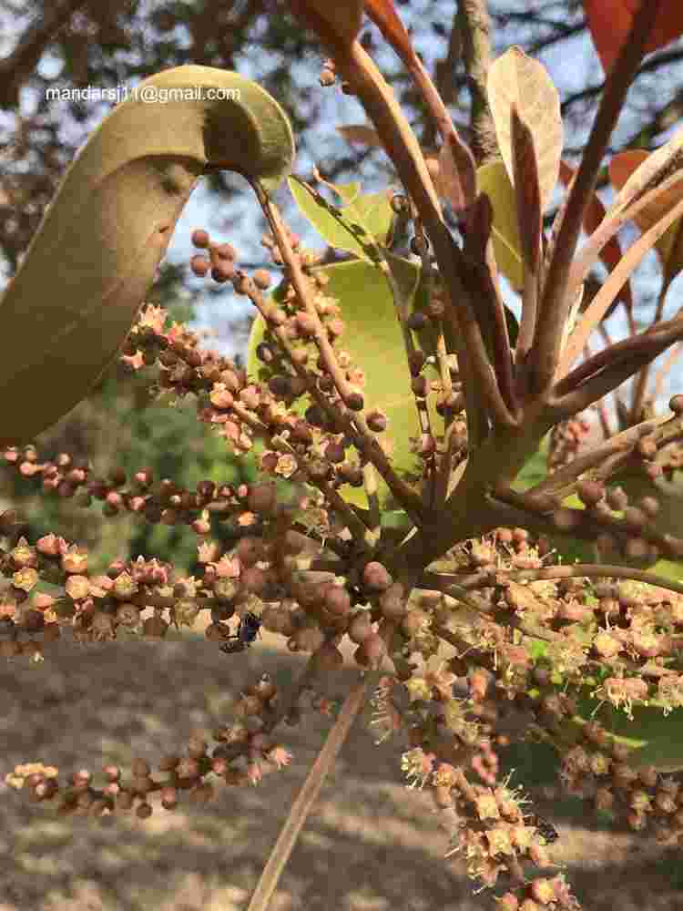 Terminalia bellirica