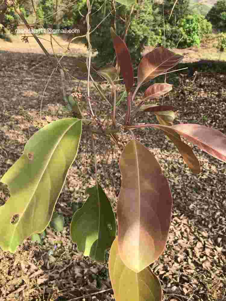 Terminalia bellirica