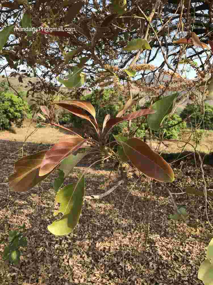 Terminalia bellirica