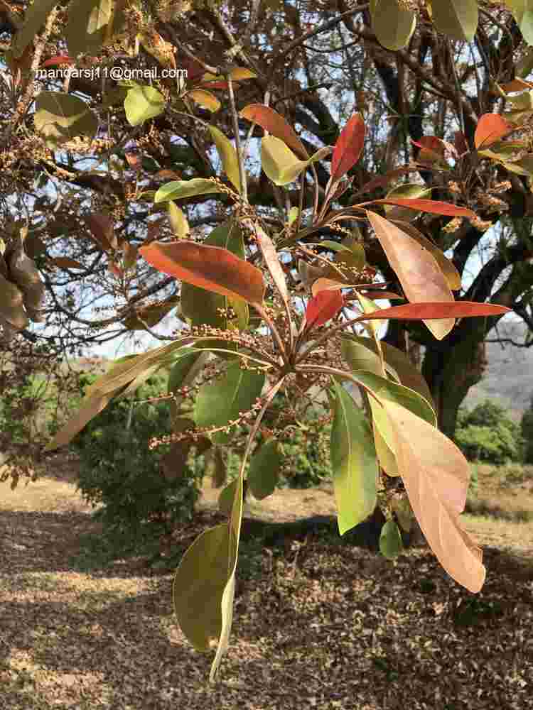 Terminalia bellirica