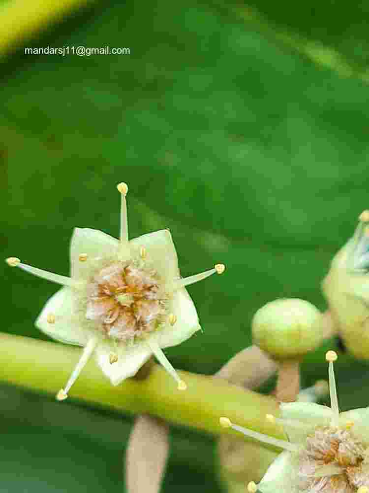 Terminalia catappa