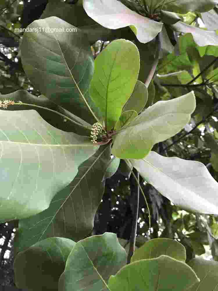 Terminalia catappa