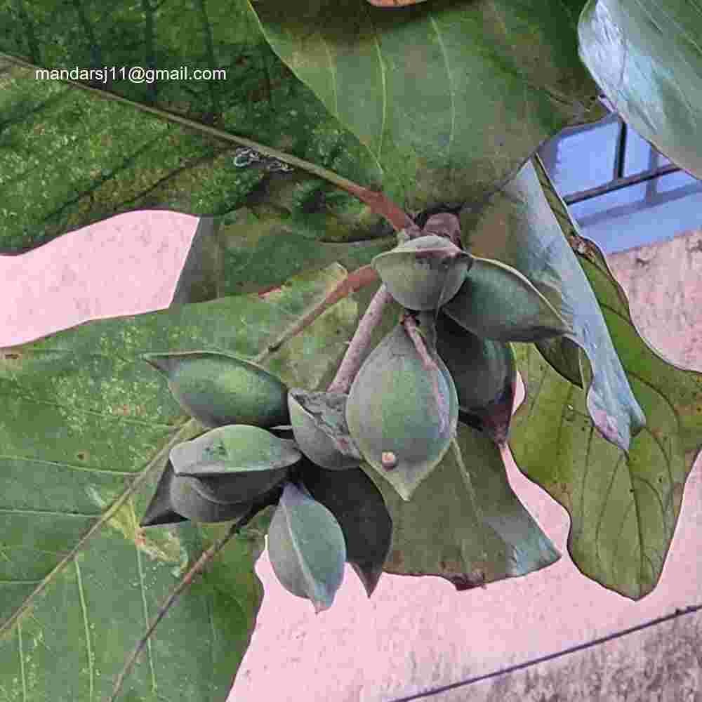 Terminalia catappa