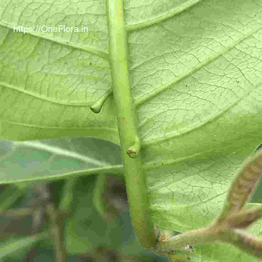 Terminalia elliptica