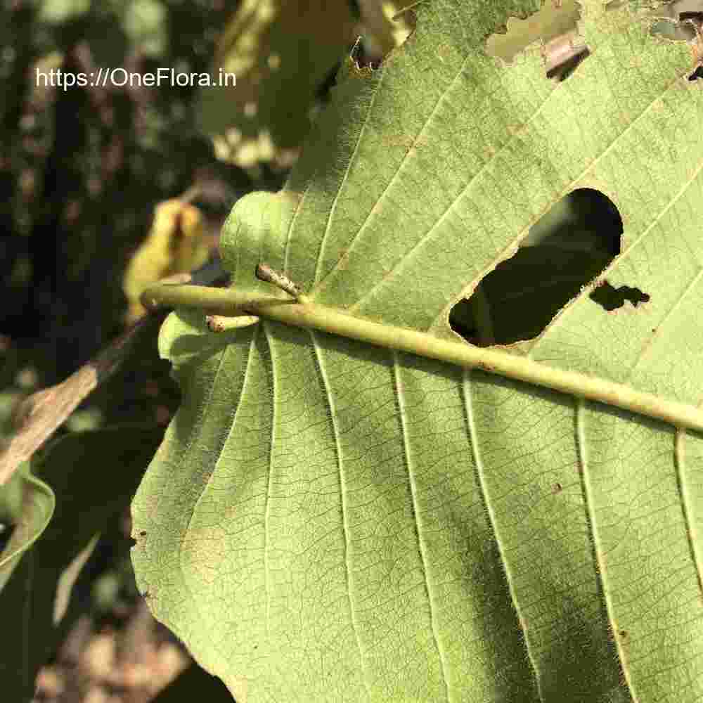 Terminalia elliptica