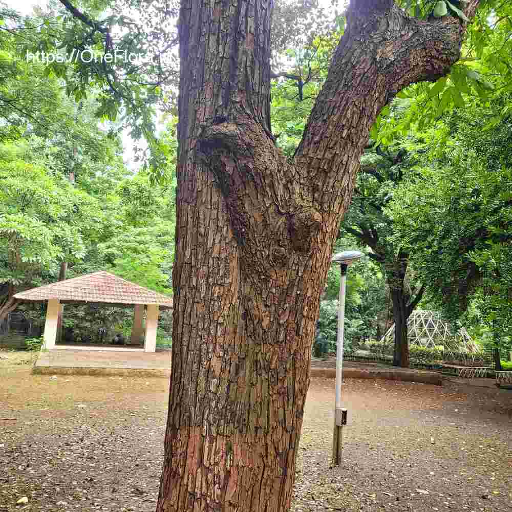 Terminalia elliptica