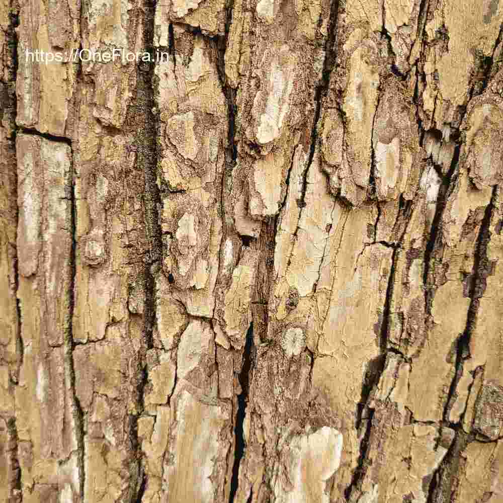 Terminalia elliptica
