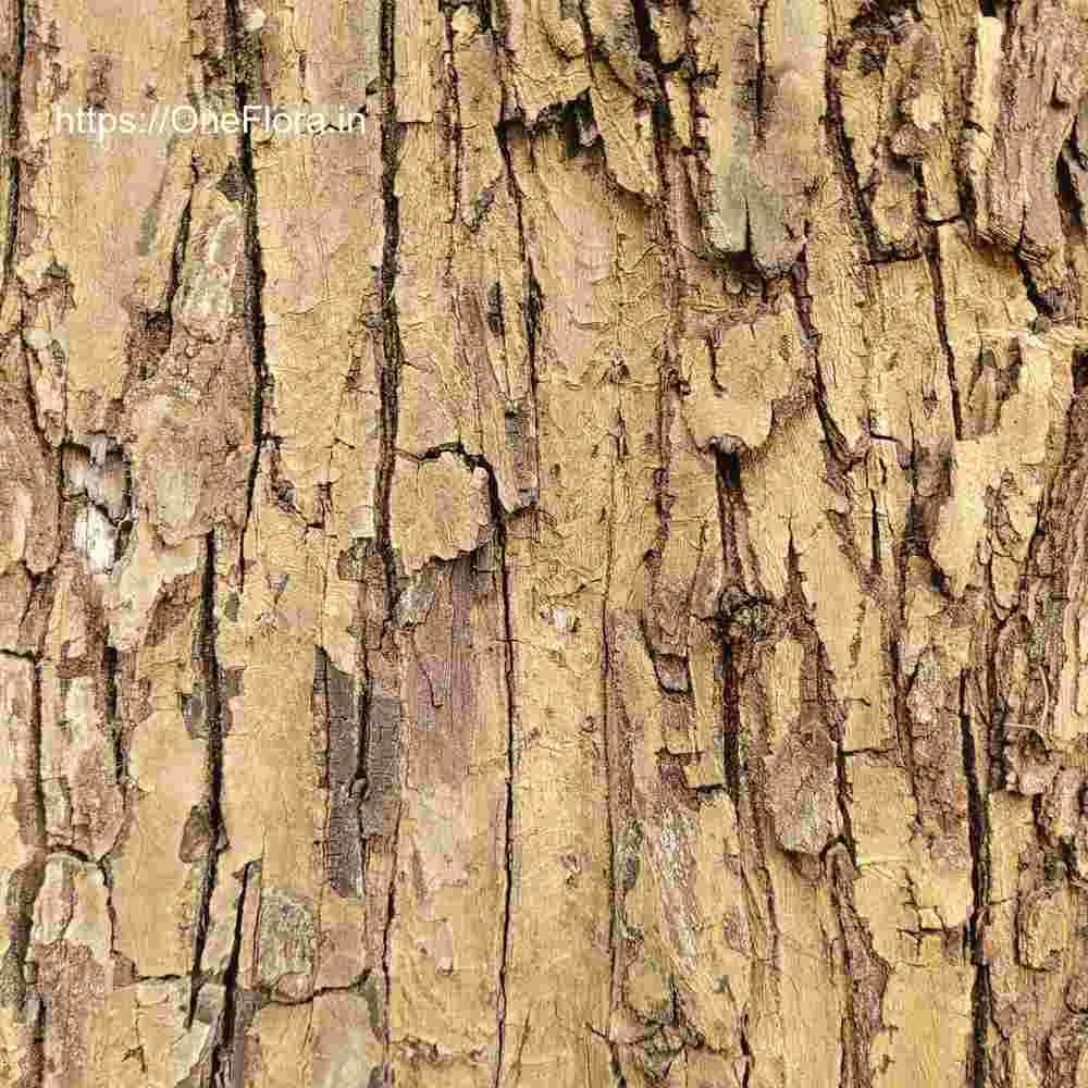 Terminalia elliptica