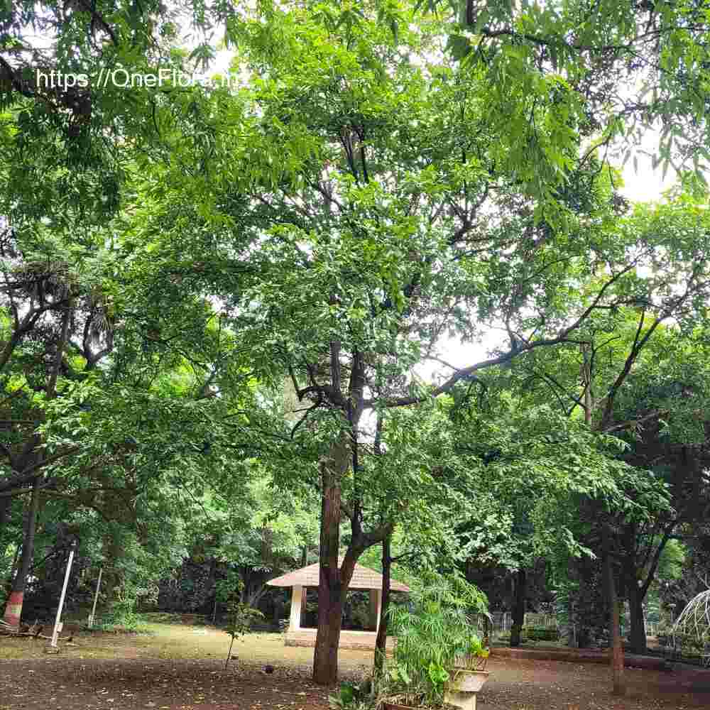 Terminalia elliptica