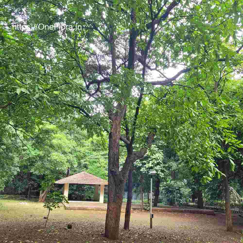Terminalia elliptica