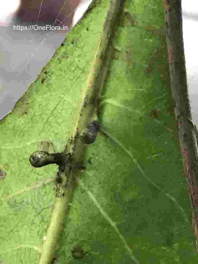 Terminalia elliptica