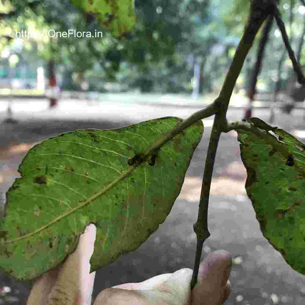 Terminalia elliptica