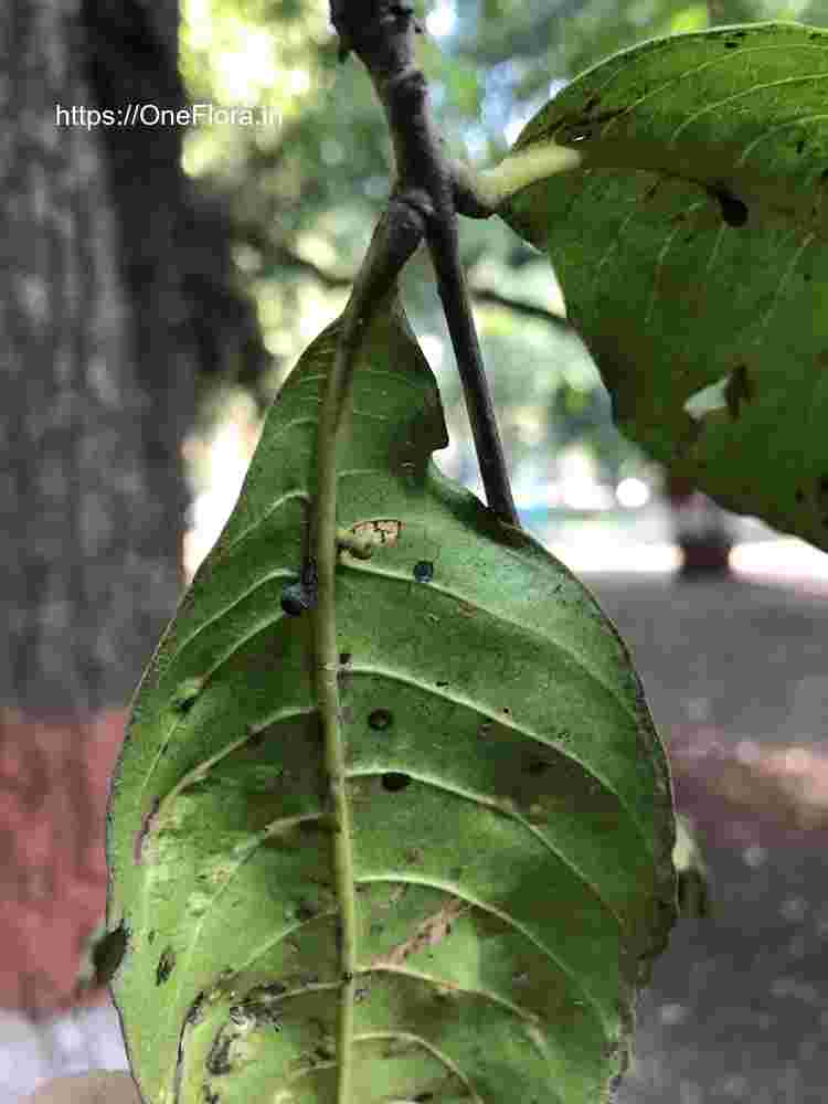 Terminalia elliptica