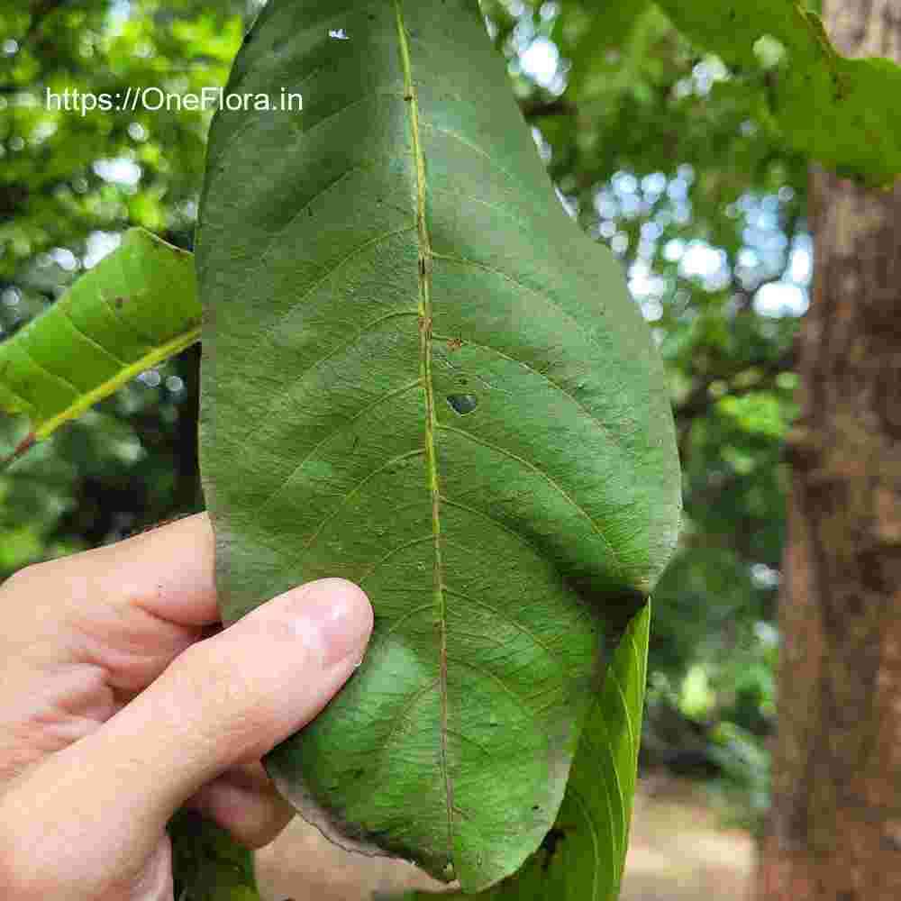 Terminalia elliptica