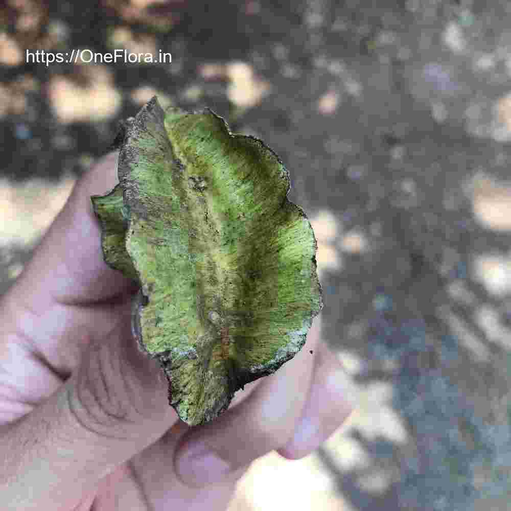 Terminalia elliptica