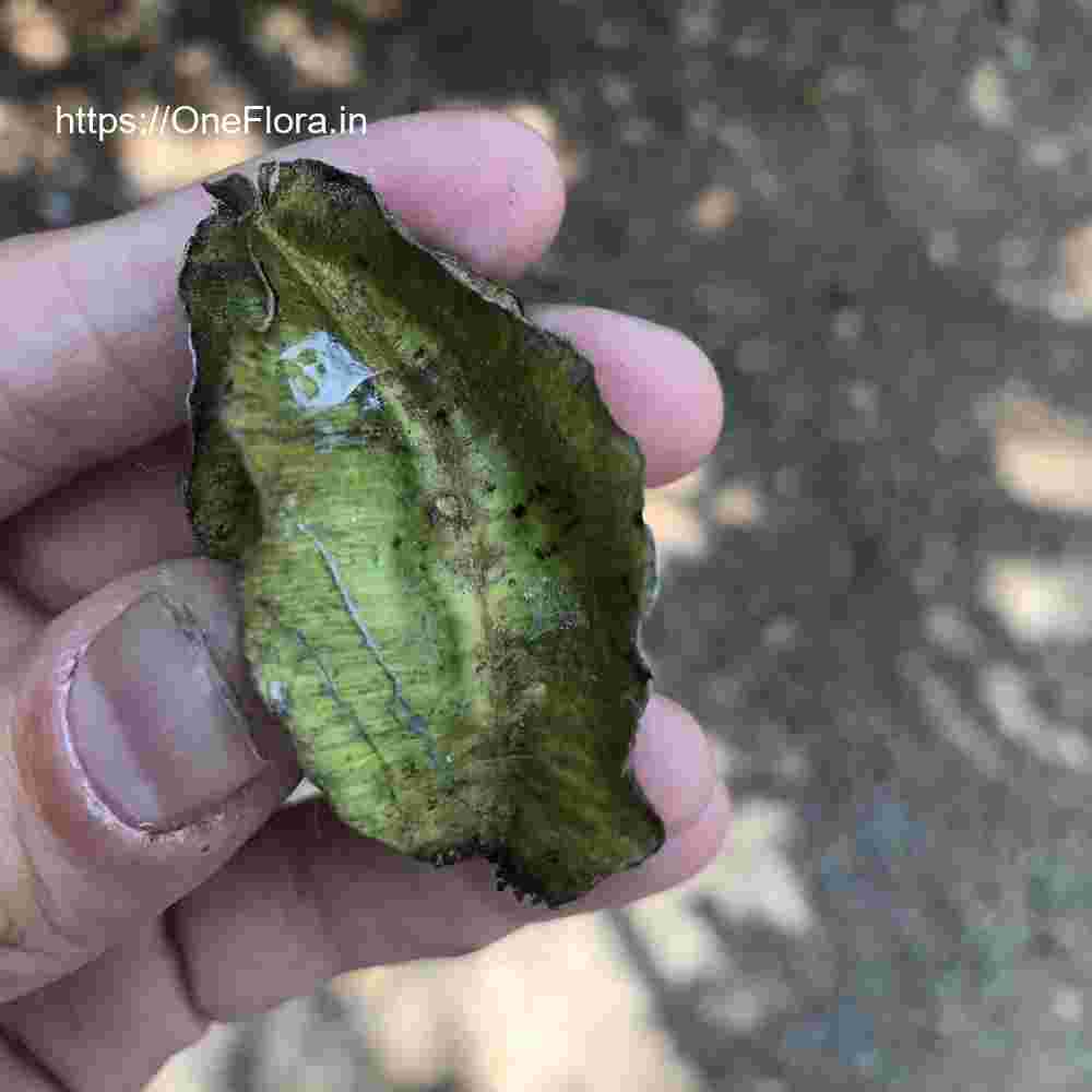 Terminalia elliptica