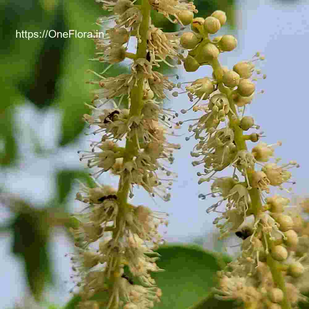 Terminalia elliptica
