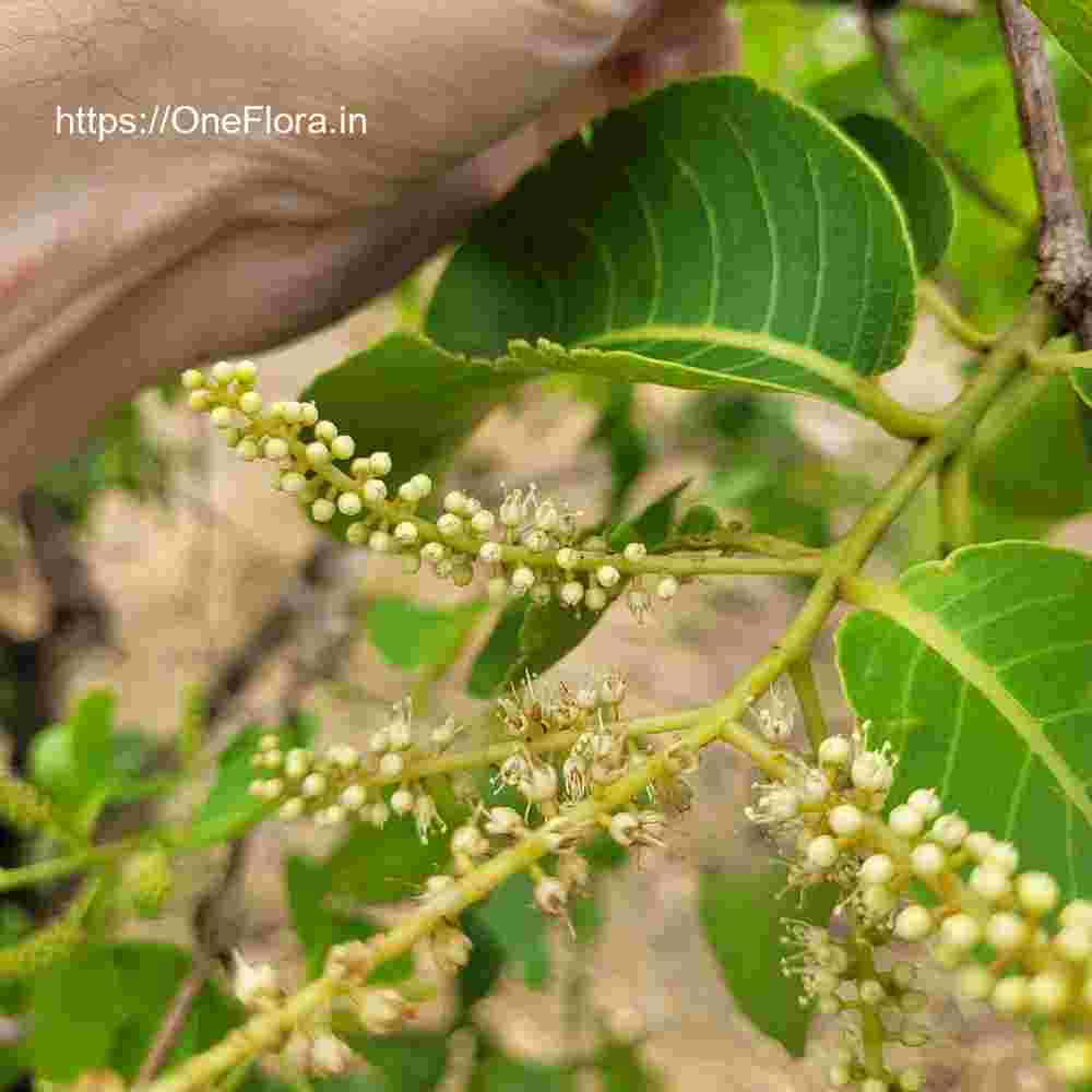 Terminalia elliptica