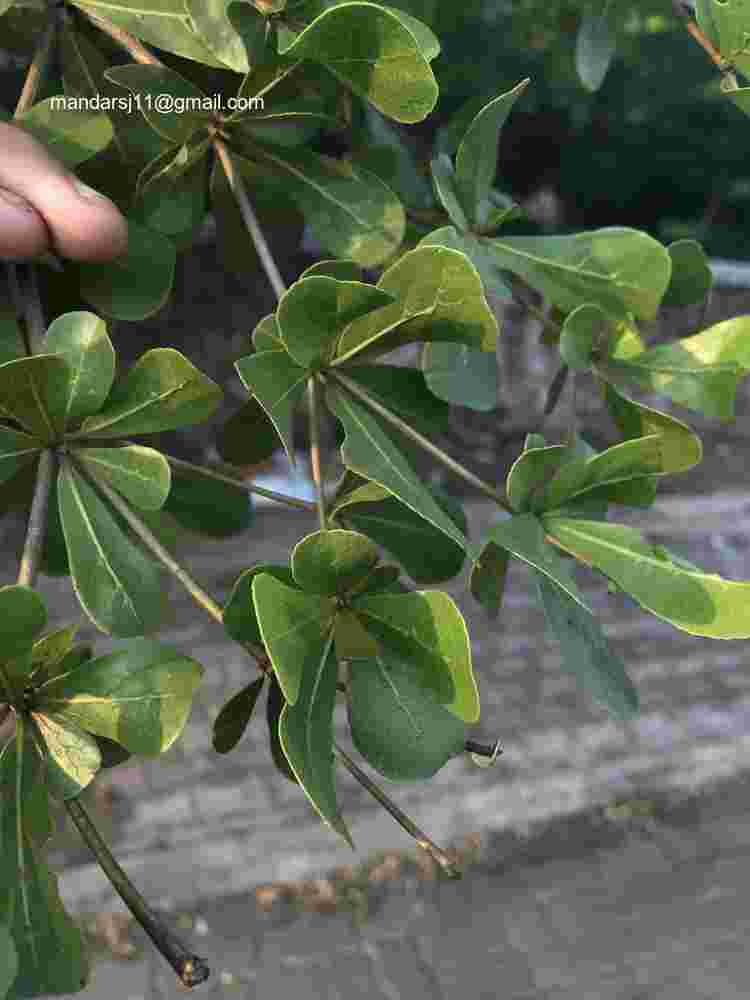 Terminalia neotaliala