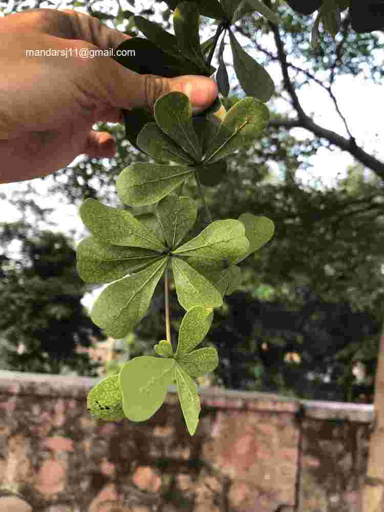 Terminalia neotaliala