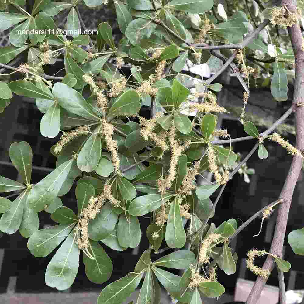 Terminalia neotaliala